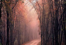 股票开户需要花费多少:股票上杠杆-中期分红稳定性不断提升 超200家沪市公司连续两年派发“年中红包”